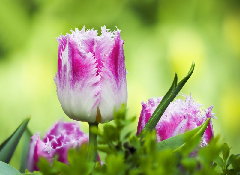 Тюльпан Vesna