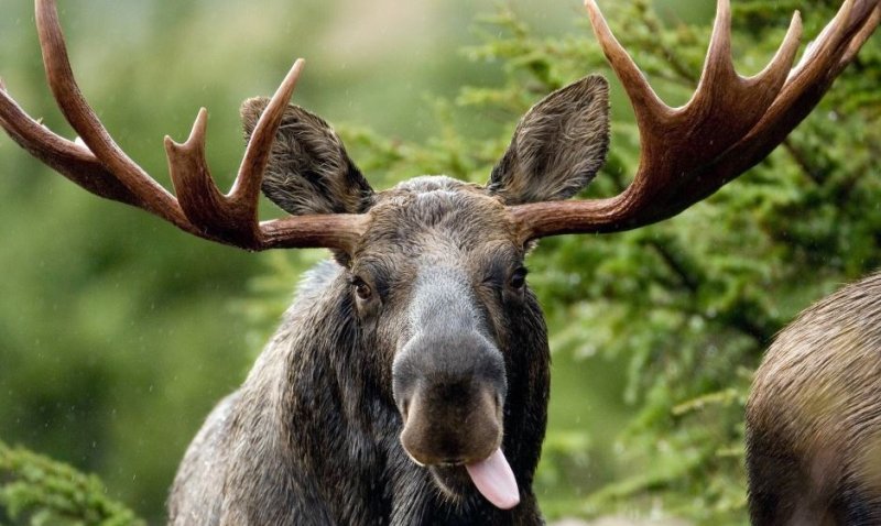 Таёжный Лось