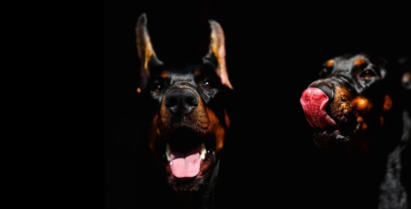 Доберман бойцовская