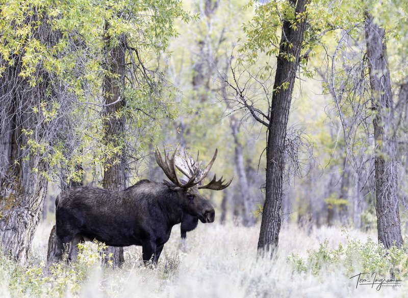 Фото лося в лесу