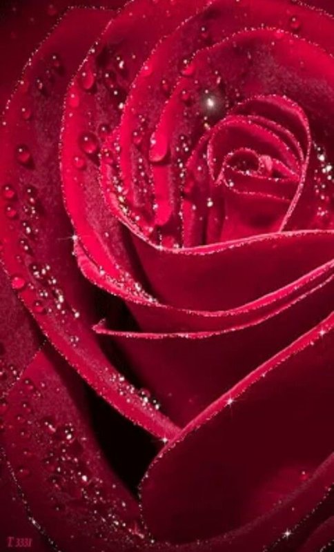 Красные розы на заставку