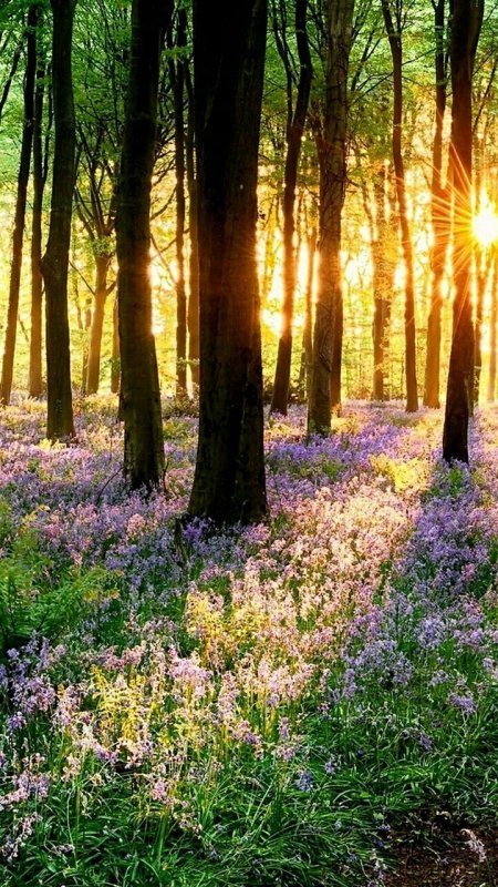 Трава в лесу