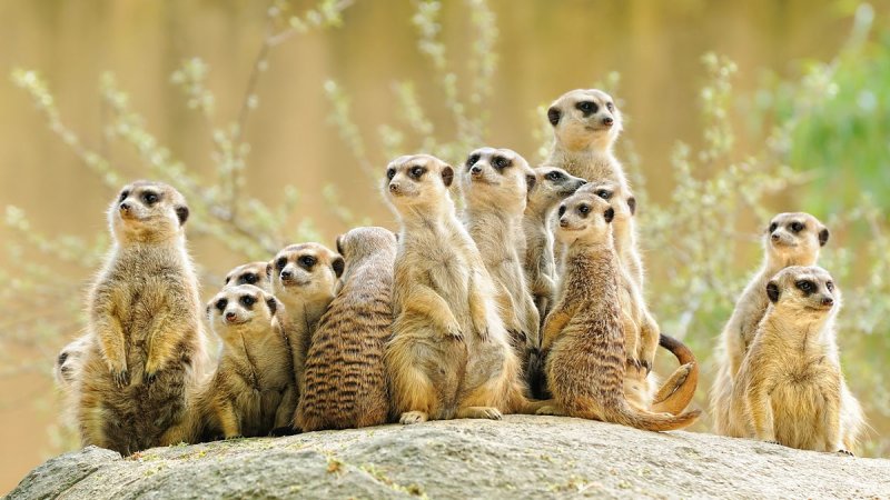 Сурикаты фото