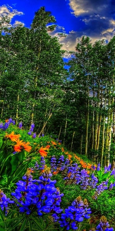 Весенние цветы в лесу