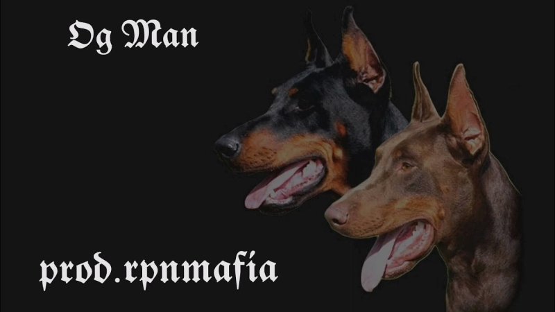 Доберман Эстетика