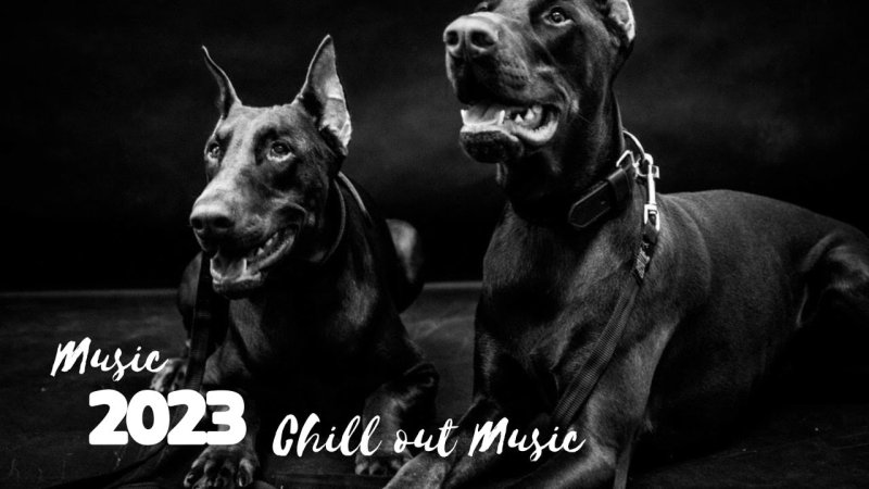 Доберман Эстетика