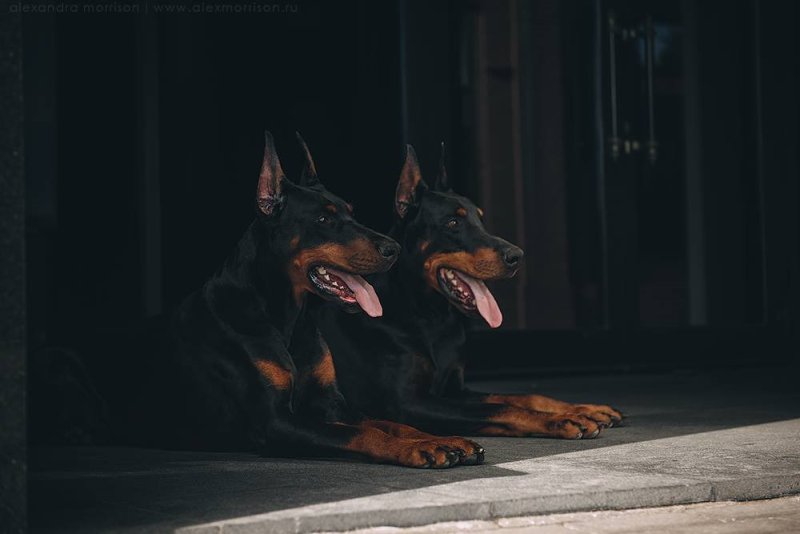 Доберман Эстетика