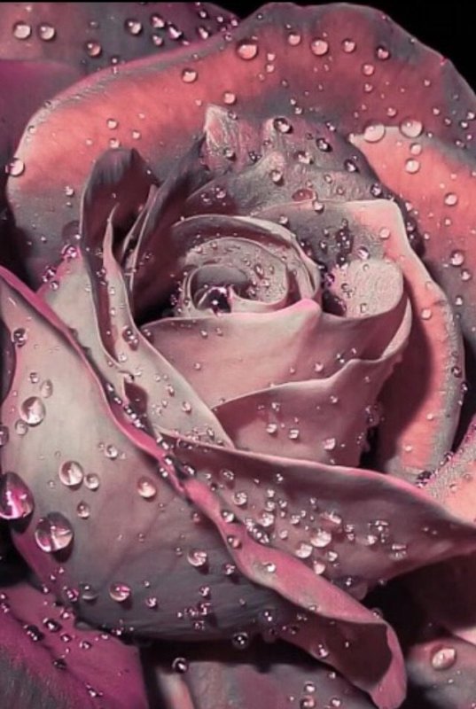 Очень красивые цветочки