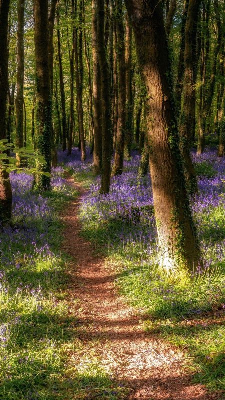 Тропинка в лесу картинки