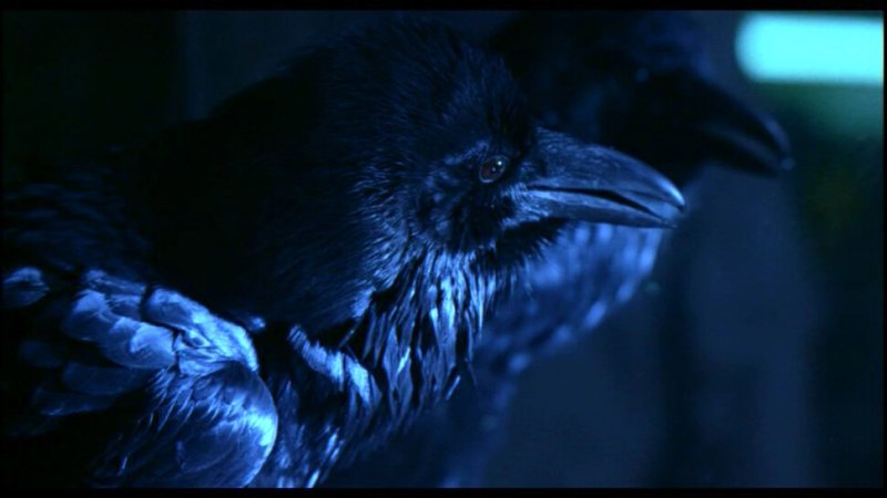 Черный ворон