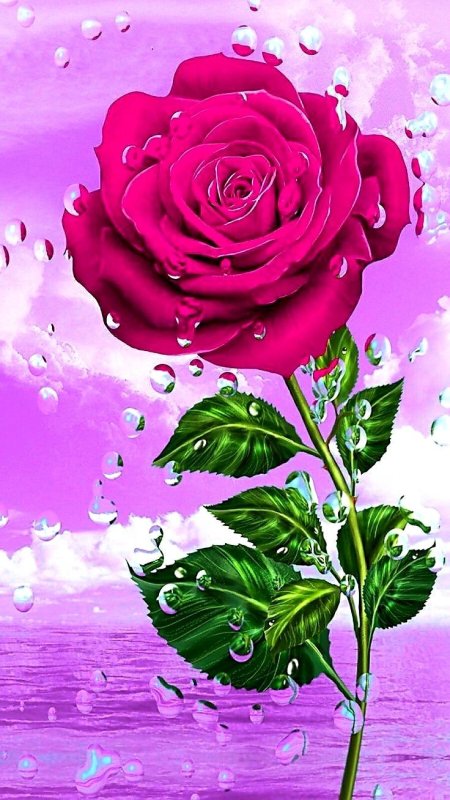 Красивые розы