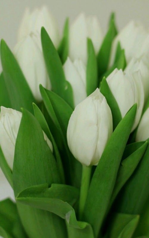 Букет тюльпанов