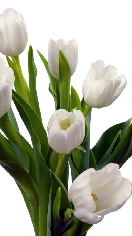 Белые тюльпаны
