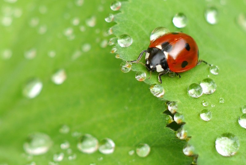 Божья коровка тля листья растений,