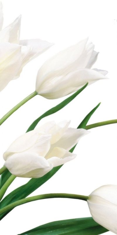 Белые тюльпаны