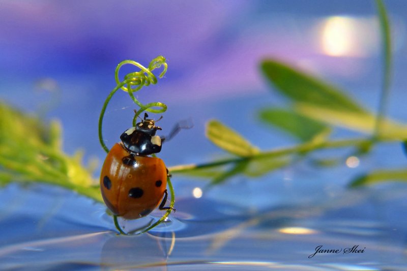 Божья коровка заставка