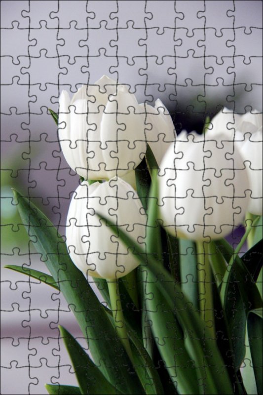 Белые тюльпаны