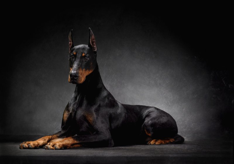 Доберман-пинчер шоколадный