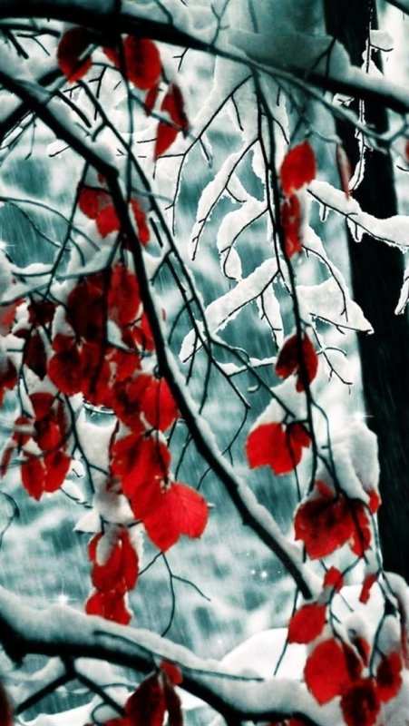 Красные деревья зимой