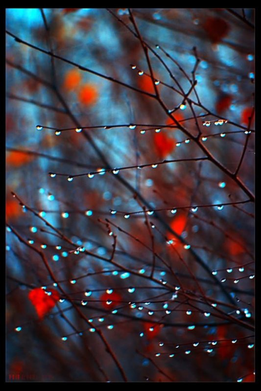 Осень дождь