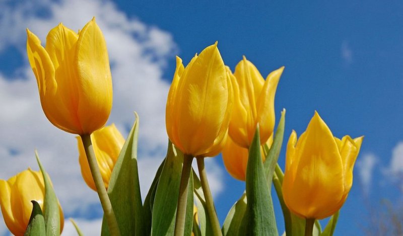 Жёлтые тюльпаны "Коста Рика"