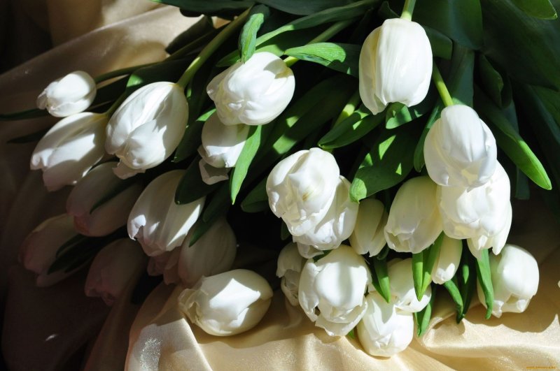 Белые тюльпаны букет хорошего качества