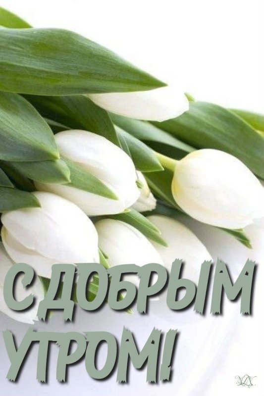 Красивые тюльпаны