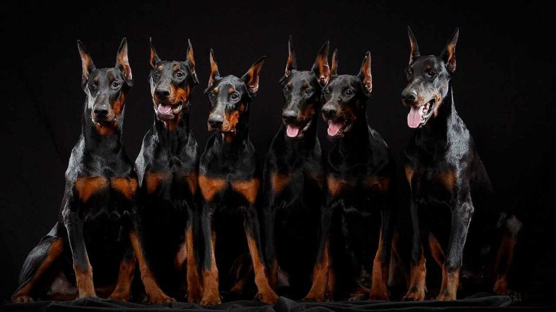 Доберман собака