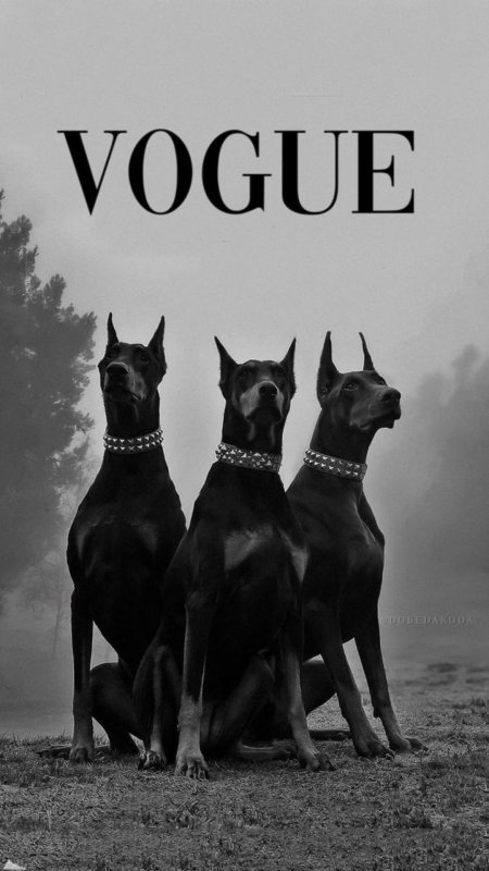Доберман Эстетика с цепями