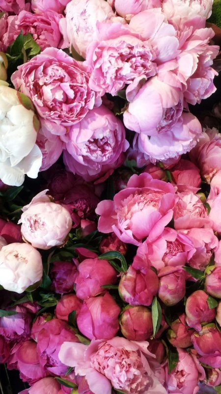 Гисслер пионы