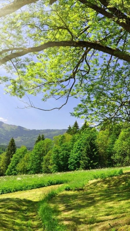 Красивый летний пейзаж