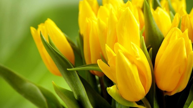 Тюльпан AXEBON желтый