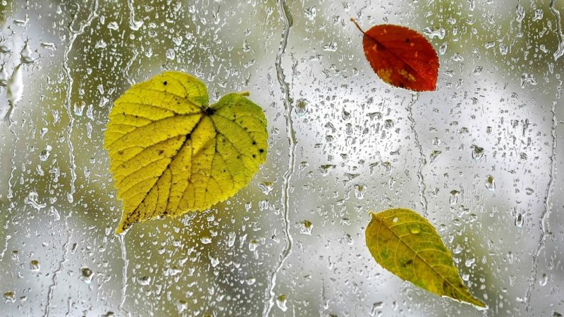 Листья на окна