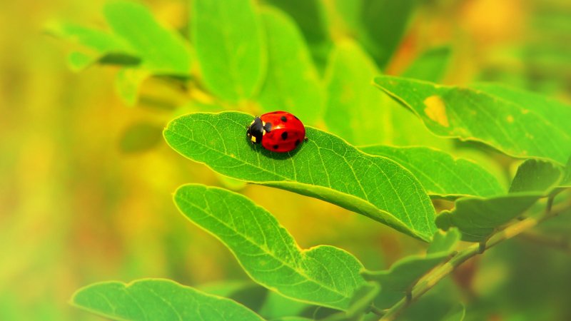 Букашки Божья коровка