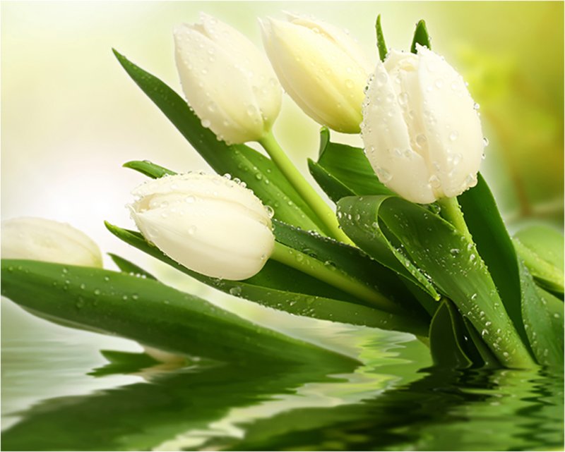 Белые тюльпаны