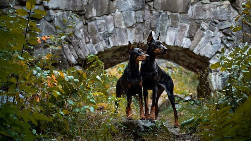 Доберман собака