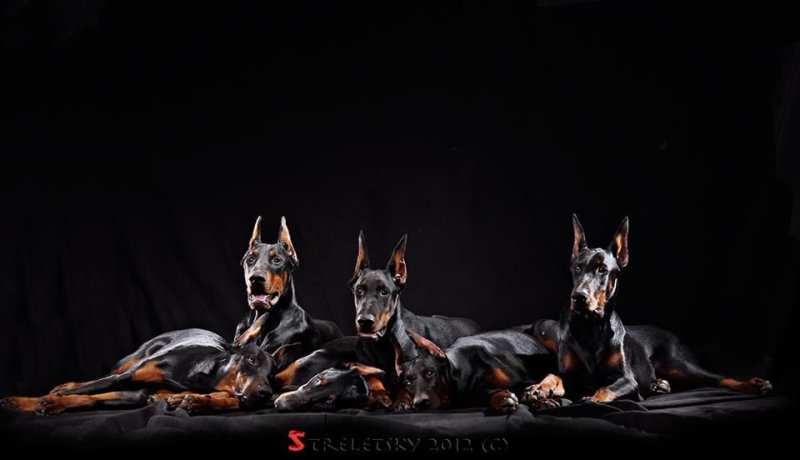 Старотипный Доберман 1900