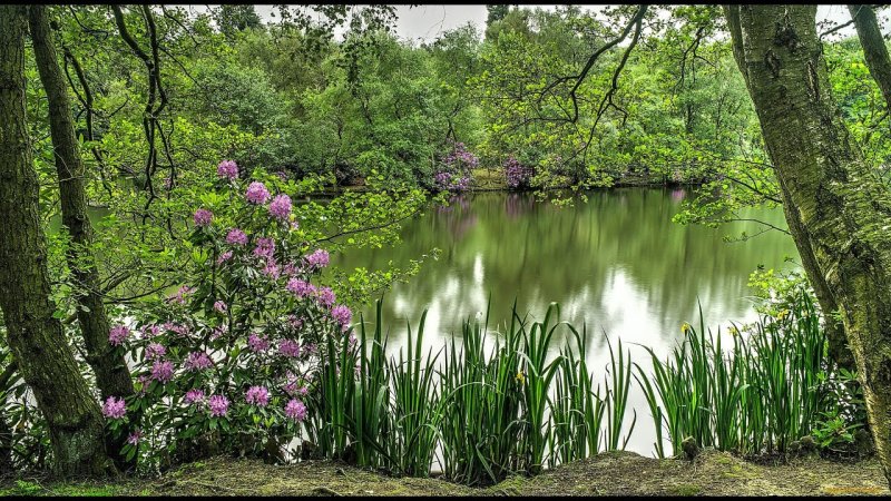 Красивый пруд в лесу