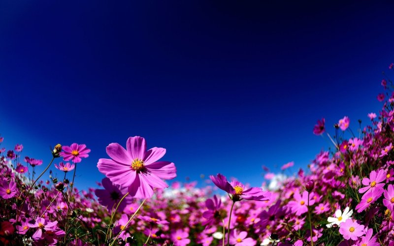 Фон цветочки