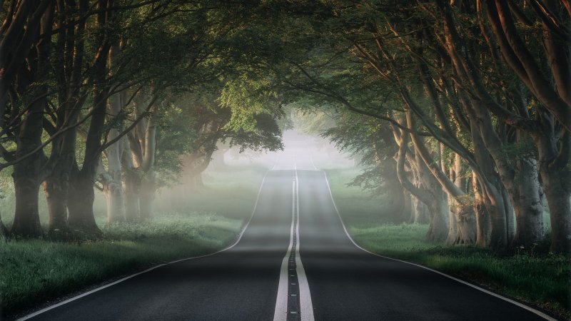 Лесная дорога