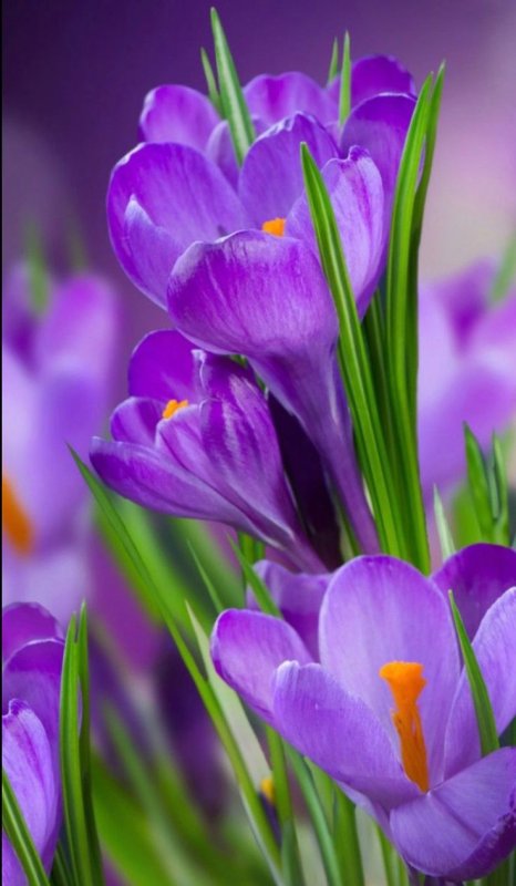 Весенние цветы крокусы