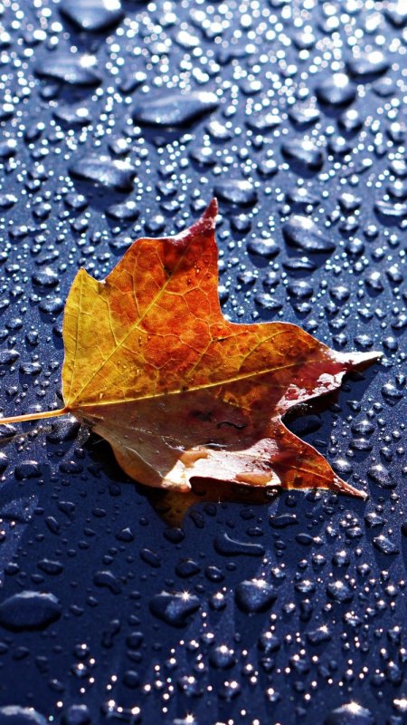 Капли дождя на листьях