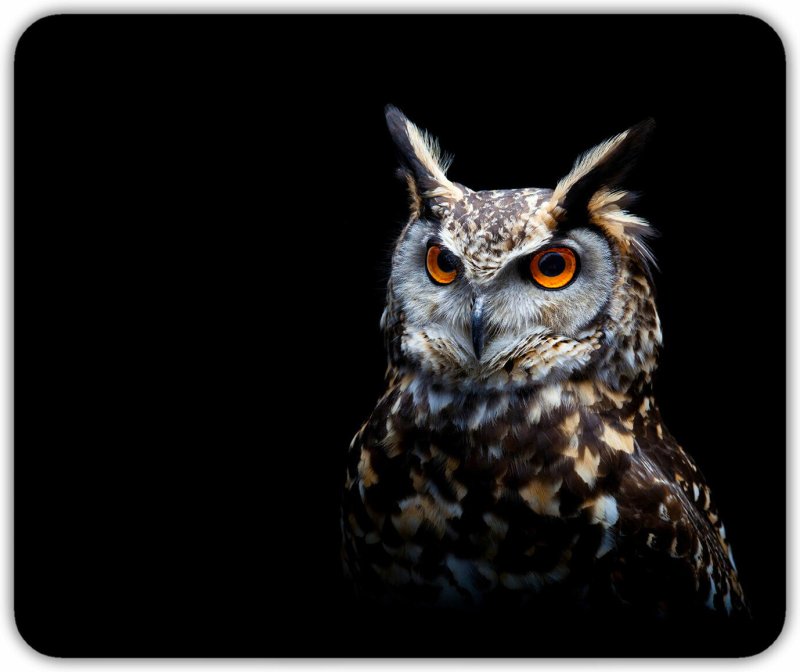 Заставка на рабочий стол Сова