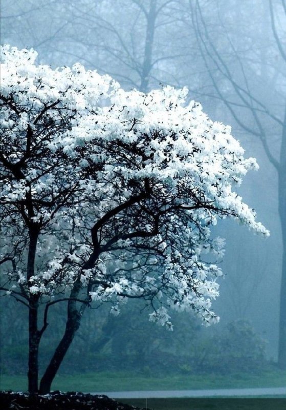 Весеннее дерево