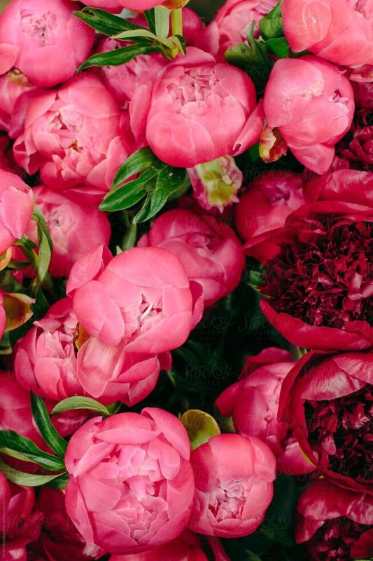 Пиони Пинк (Peony Pink)