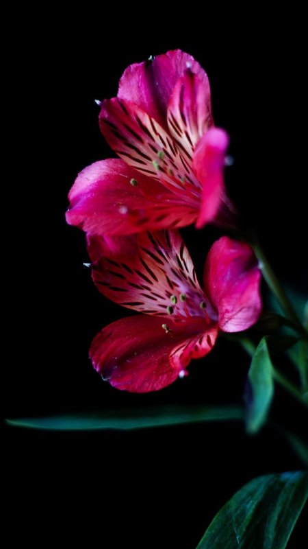 Цветочки на темном фоне