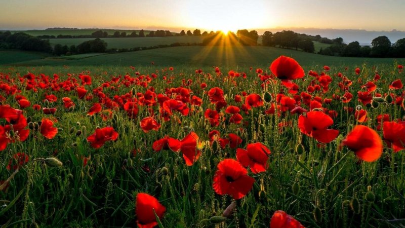 Маковые поля Верден