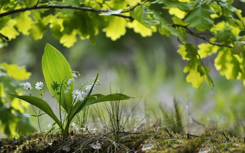 Первоцветы Лесные Ландыши