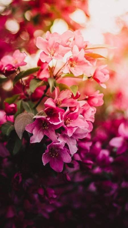 Розовые цветы