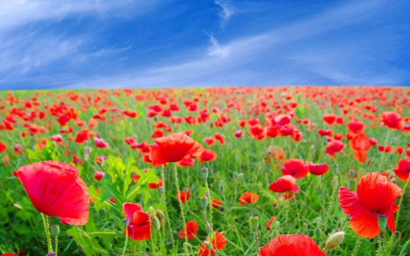 Иван Алексеевич Бунин полевые цветы